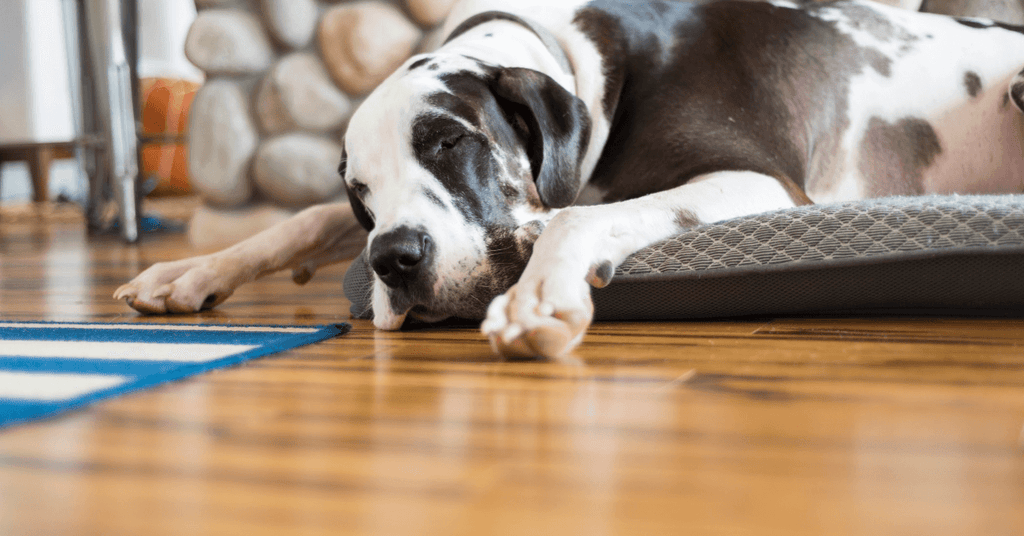 What Is The Best Wood Floors For Dogs?